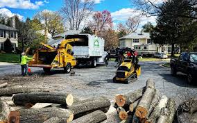 Best Tree Preservation Services  in Church Point, LA