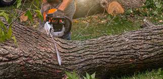 Best Tree Cabling and Bracing  in Church Point, LA