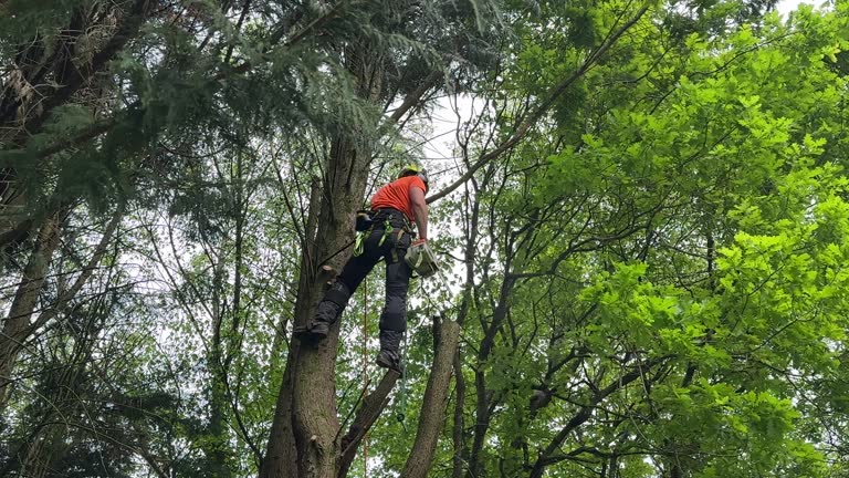 Best Leaf Removal  in Church Point, LA