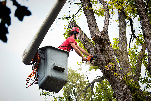 How Our Tree Care Process Works  in Church Point, LA