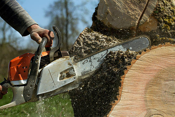 Tree and Shrub Care in Church Point, LA